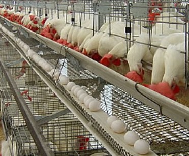 poultry farming in kenya-CROPPED